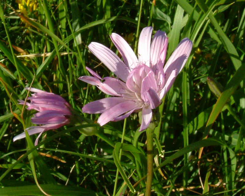 Scorzonera rosea / Scorzonera rosea